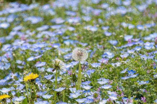 ネモフィラ畑とタンポポの綿毛 ネモフィラ畑とタンポポの綿毛 ネモフィラ,タンポポ,綿毛の写真素材
