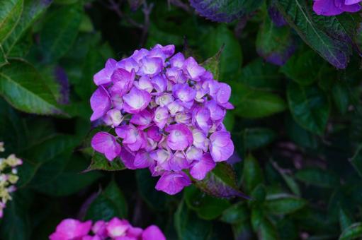 Hydrangea flowers, JPG