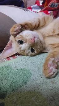 茶トラの子猫 猫,茶トラ,子猫の写真素材