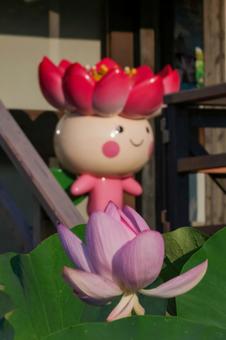 Photo, june, a lotus, landscape, 