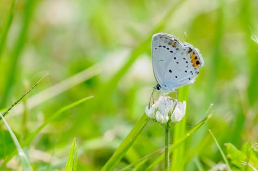 Photo, early summer, butterfly, short-tailed blue, 