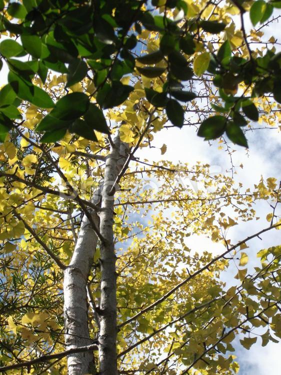 イチョウの黄葉と秋の青空 イチョウ,黄葉,秋の風景の写真素材