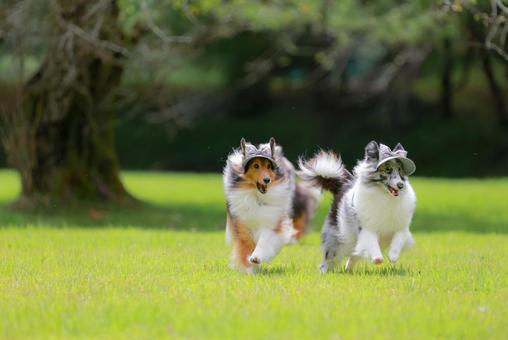 シェルティの写真