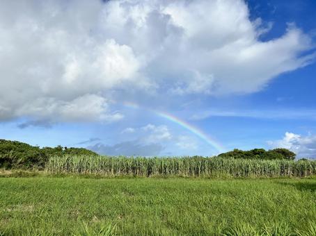 さとうきびと虹の写真