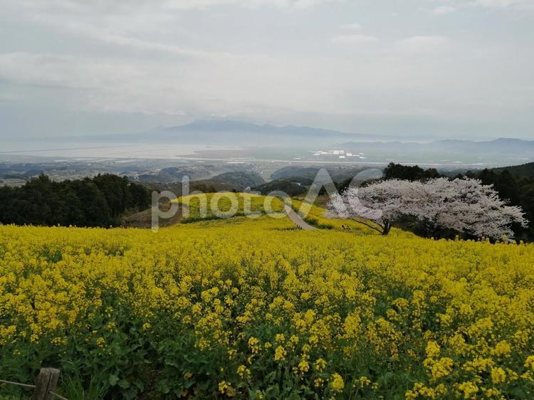 菜の花と桜 菜の花,桜,ピンクの写真素材