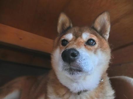 床下に隠れる柴犬 床下に隠れる柴犬の写真