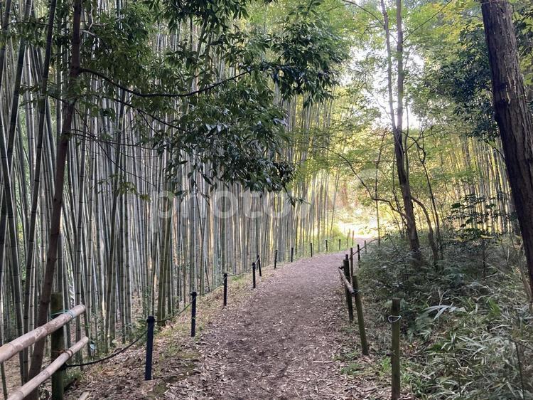 公園の中の道 公園,道,ウォーキングの写真素材