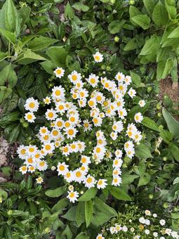 カモミール カモミール,花,白の写真素材