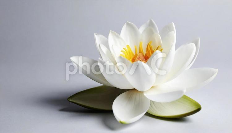 グレーの背景に白いハスの花 睡蓮,ハス,蓮の写真素材