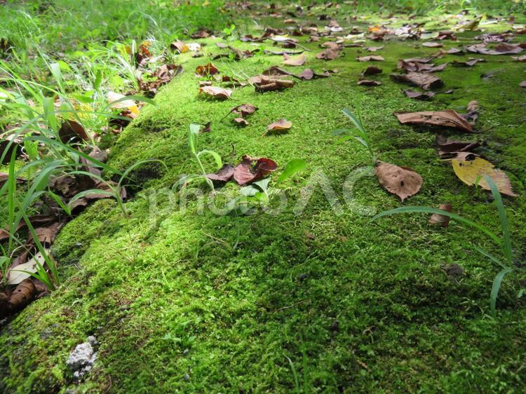 落ち葉がたくさん落ちている苔の道 こけ,葉,緑の写真素材