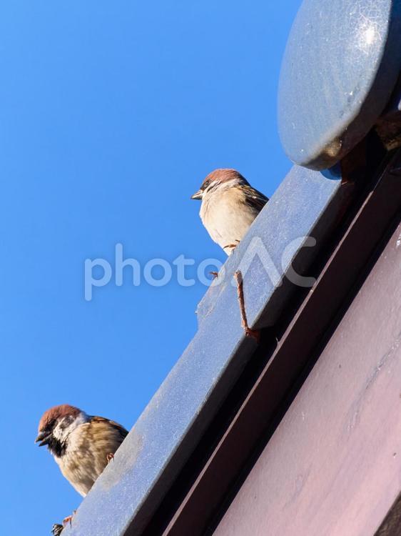 青空背景屋根の上距離感のある二羽の雀 雀,スズメ,二羽の写真素材
