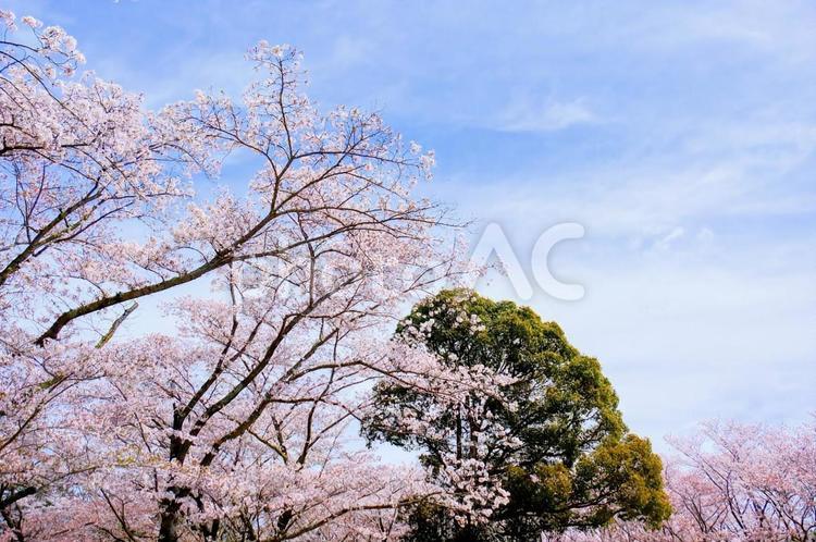 兵庫県立播磨中央公園桜の園 さくら,サクラ,桜の写真素材