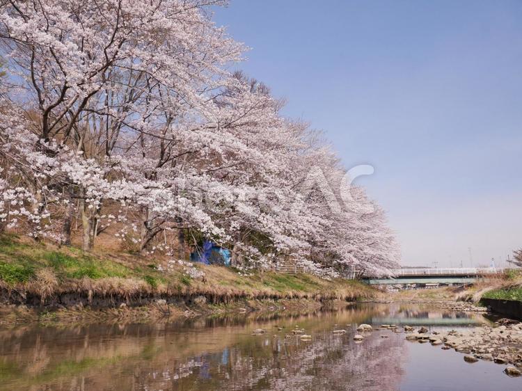 川辺に咲く桜並木 春,桜,桜並木の写真素材