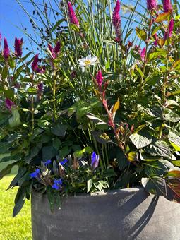 秋の寄せ植え 秋の寄せ植えの写真