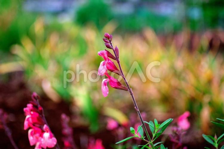季節の花496 チェリーセージ,花,植物の写真素材