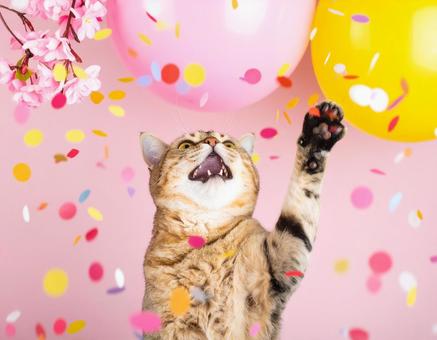 嬉しい猫 嬉しい猫の写真