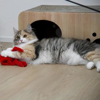 Cat 2, JPG Cat 2, JPG