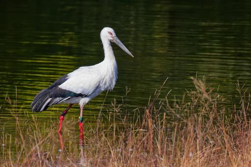 水辺を歩くコウノトリ コウノトリ,鸛,幸せを運ぶ鳥の写真素材