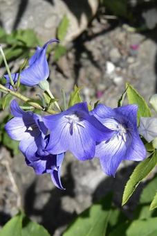 紫色の花 紫色の花の写真