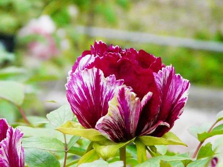 赤紫 花,植物,ボタンの写真素材