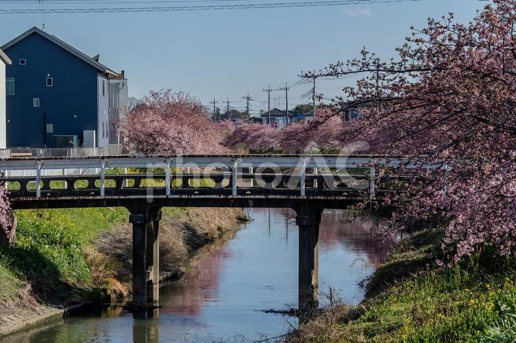 青毛堀川沿いの河津桜 河津桜,サクラ,青毛堀川の写真素材