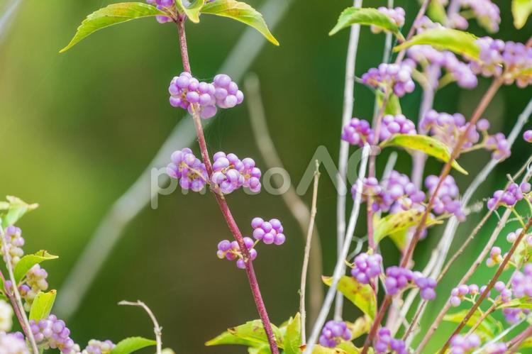 秋色に染まるコムラサキの実 コムラサキ,実,紫の写真素材