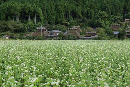 美山かやぶきの里のそばの花 美山かやぶきの里のそばの花 9月,秋,白の写真素材
