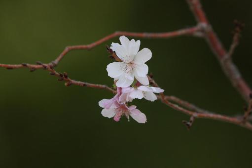 春の陽気の写真