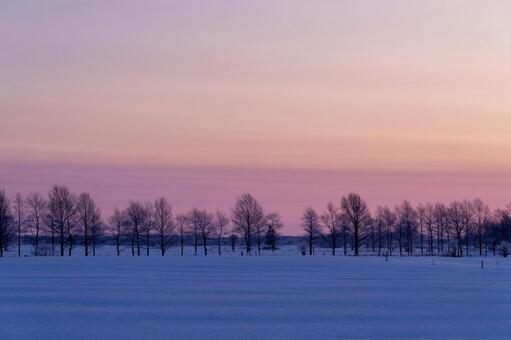 夜明けの単木シルエット、別海町の冬景色 雪原,空,雪景色の写真素材