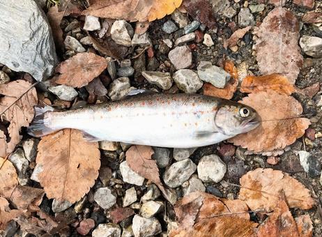アマゴ アマゴ アマゴ,サツキマス,幻の高級魚の写真素材