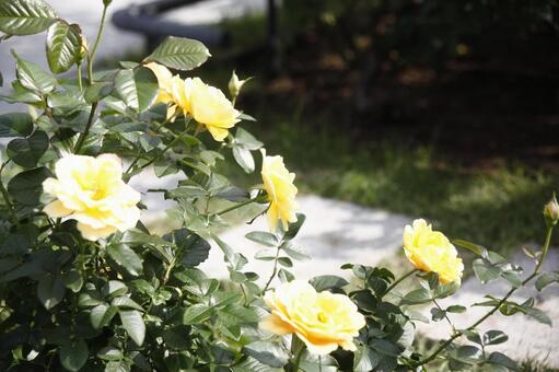 バラ バラの写真