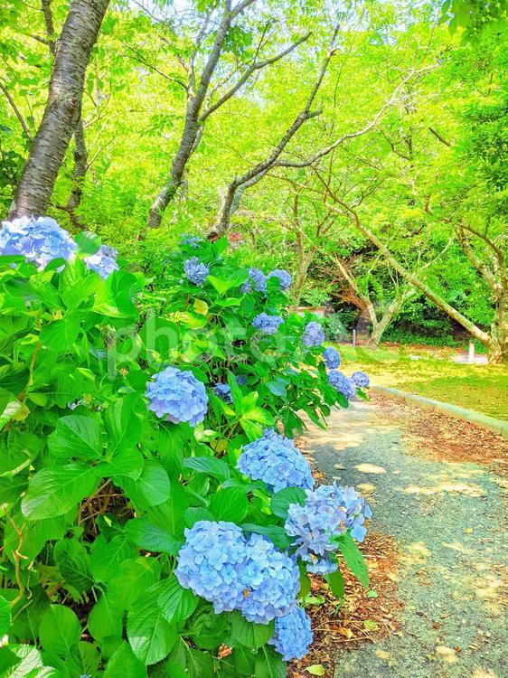 あじさいと緑 自然,植物,あじさいの写真素材