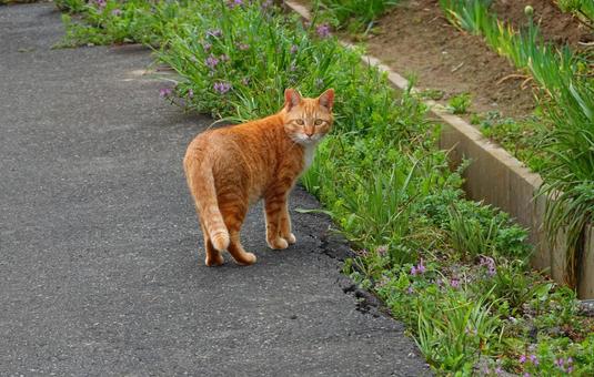 さよならバイバイまた明日ね さよならバイバイまた明日ね 猫,可愛い,道路の写真素材