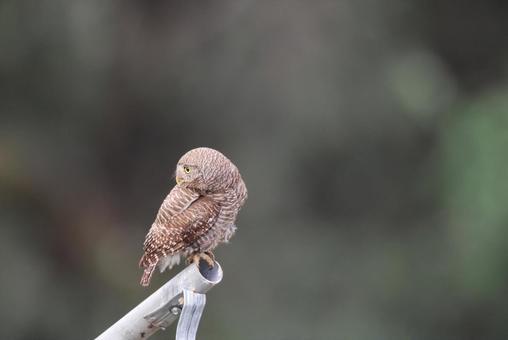 オオスズメフクロウ オオスズメフクロウの写真