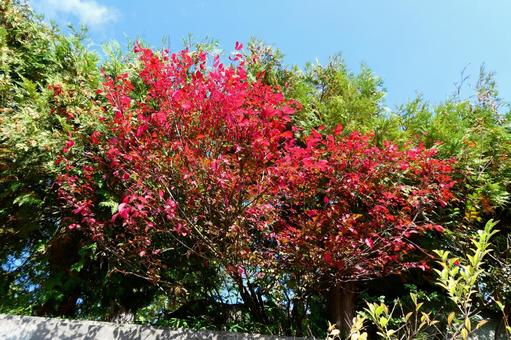 「秋本番」 「秋本番」の写真