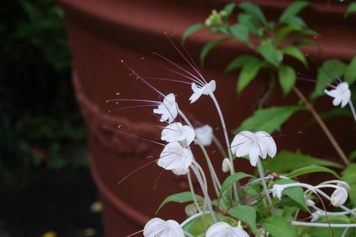 ロテカ・インキサの花 ロテカ・インキサの花 ロテカ・インキサ,ロテカ・インキーサ,常緑樹の写真素材