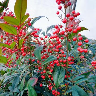 南天の木 南天の木,南天の実,南天の写真素材