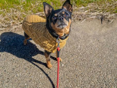 散歩する小型犬・チワワ・ミニピン 散歩する小型犬・チワワ・ミニピン 犬,わんこ,ペットの写真素材