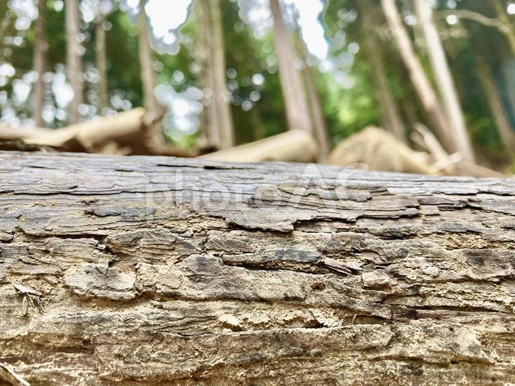 倒れた木と背景 木,倒れた,風景の写真素材