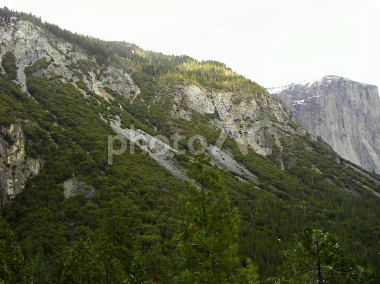 ヨセミテ国立公園10 ヨセミテ国立公園,木,森の写真素材