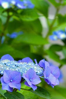 アジサイ6 アジサイ6 紫陽花,あじさい,花の写真素材