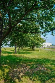 真夏の江戸川河川敷の桜並木 真夏の江戸川河川敷の桜並木の写真