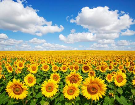 夏 ひまわり 花畑 自然 青空 美しい 夏 ひまわり 花畑 自然 青空 美しいの写真