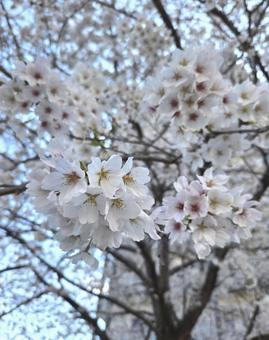 街中で咲く桜 街中で咲く桜の写真