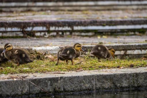 Spot-billed Duck (88), JPG Spot-billed Duck (88), JPG