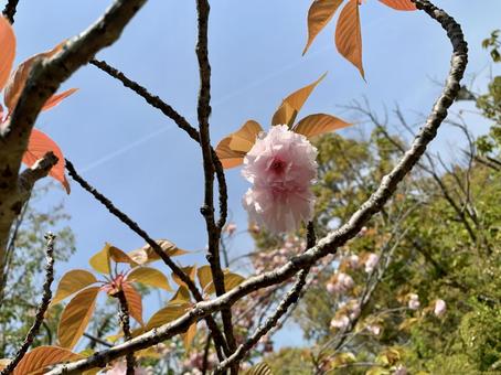 八重桜③ 八重桜③の写真