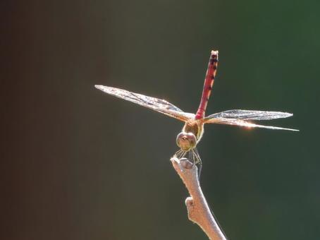 一枝のアキアカネ 一枝のアキアカネの写真