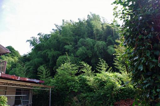 軒先に迫る竹藪と雑木 軒先に迫る竹藪と雑木の写真