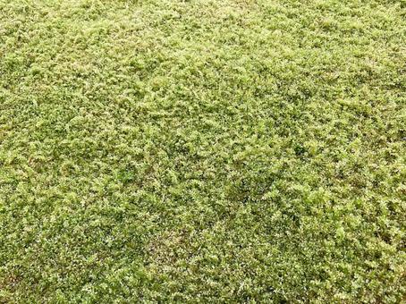 苔 苔,コケ,モスの写真素材