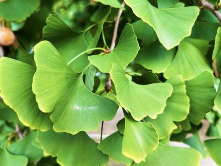 色鮮やかなイチョウの葉 色鮮やかなイチョウの葉 イチョウの葉,色鮮やか,葉脈の写真素材